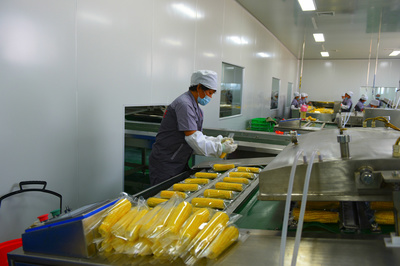 琿春 “企業(yè)+農(nóng)戶”訂單農(nóng)業(yè)助力鄉(xiāng)村振興 互聯(lián)網(wǎng)銷售拓寬致富路
